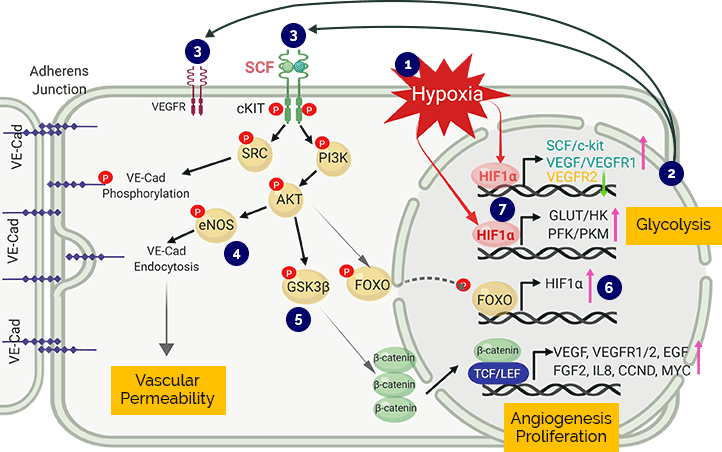 SCF/c-KIT pathway as a drug target